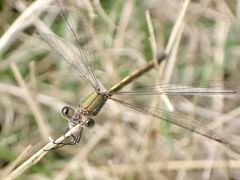 Lestes virens
