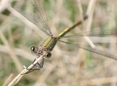 Lestes virens