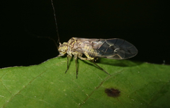 Psococerastis gibbosa