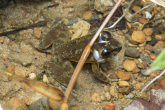 Limnonectes conspicillatus