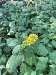Solidago