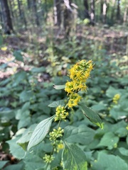 Solidago