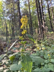 Solidago