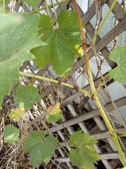 Vitis