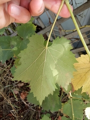 Vitis