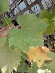 Vitis