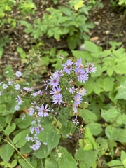 Symphyotrichum