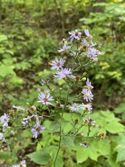 Symphyotrichum
