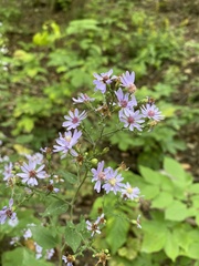 Symphyotrichum