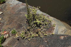 Solanum tomentosum tomentosum