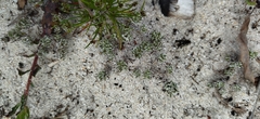 Microdon