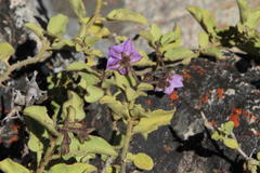 Solanum tomentosum tomentosum