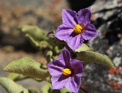 Solanum tomentosum tomentosum