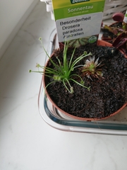 Drosera