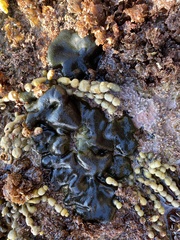 Codium convolutum