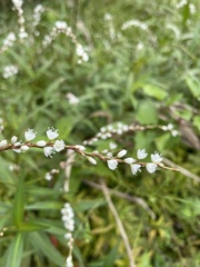 Persicaria japonica