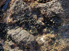 Codium convolutum