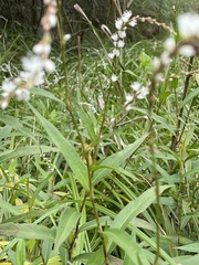Persicaria japonica