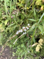 Persicaria japonica