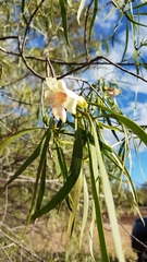 Eremophila bignoniiflora
