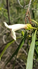 Eremophila bignoniiflora