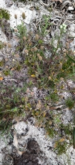 Phyllopodium capillare