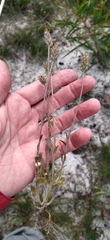 Phyllopodium capillare