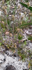 Phyllopodium capillare