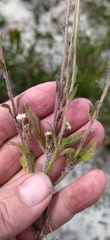 Phyllopodium capillare