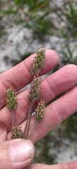 Phyllopodium capillare
