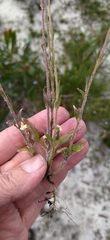 Phyllopodium capillare