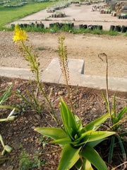 Bulbine latifolia latifolia