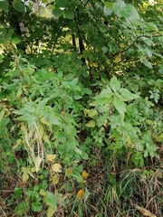 Urtica dioica