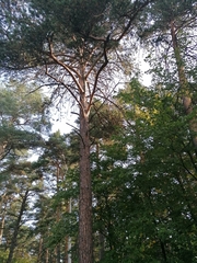 Pinus sylvestris