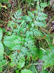 Anthriscus sylvestris