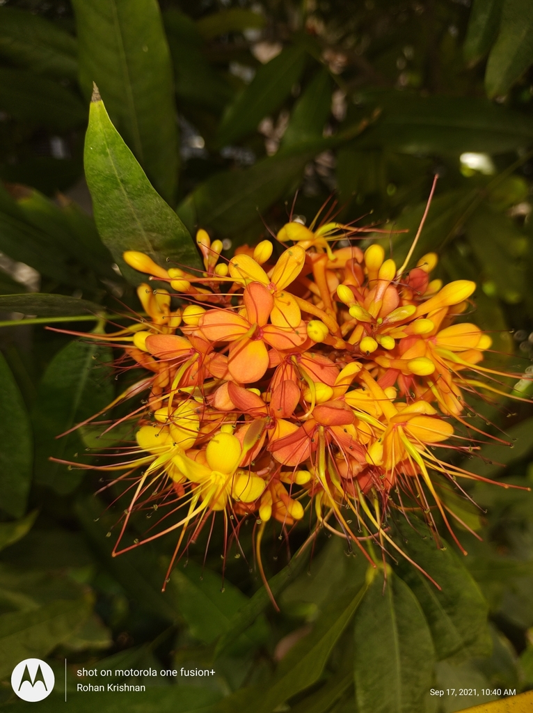 Saraca