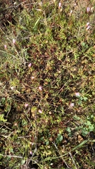 Lampranthus peacockiae