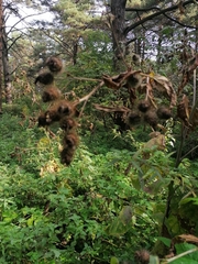 Arctium tomentosum