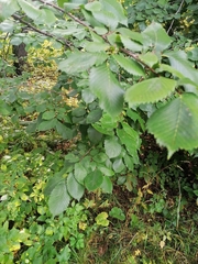 Ulmus