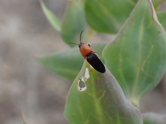 Megapenthes nigriventris