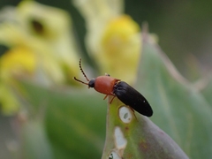 Megapenthes nigriventris