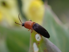 Megapenthes nigriventris