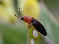 Megapenthes nigriventris