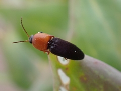 Megapenthes nigriventris