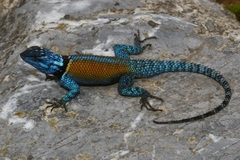 Sceloporus minor