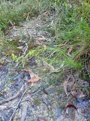 Symphionema paludosum