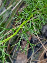 Symphionema paludosum