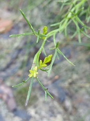 Symphionema paludosum