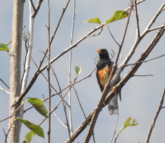 Turdus dissimilis