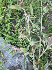 Asteraceae